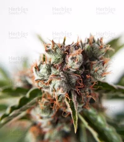 Auto Orange Bud feminisierte Samen (Dutch Passion)
