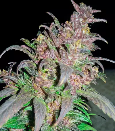 Bloody Skunk Auto (Sweet Seeds) Cannabis-Samen