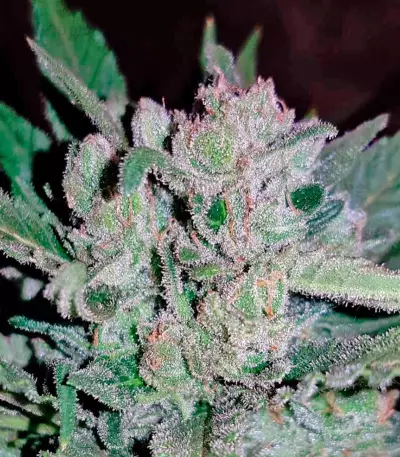 Blow Mind Auto (Sweet Seeds) Cannabis-Samen