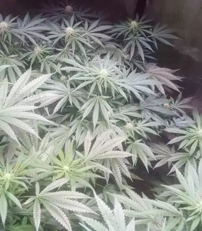 Crystal Queen (Vision Seeds) Cannabis-Samen