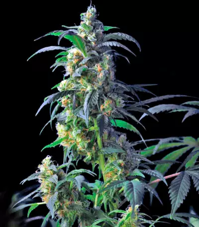 Domina Haze Cannabis-Samen
