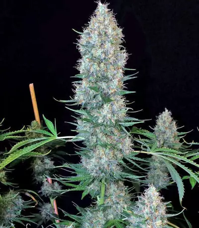 Motavation regular (Serious Seeds) Cannabis-Samen