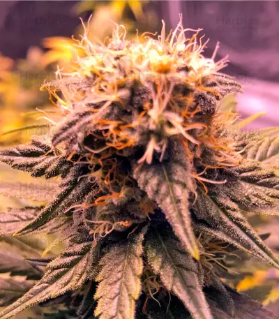 Original Amnesia (Dinafem Seeds) Cannabis-Samen
