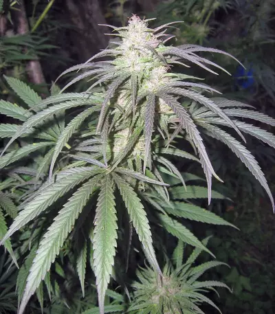 Pamir Gold (Dutch Passion) Cannabis-Samen