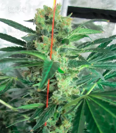 Spiritual Punk (Samsara Seeds) Cannabis-Samen