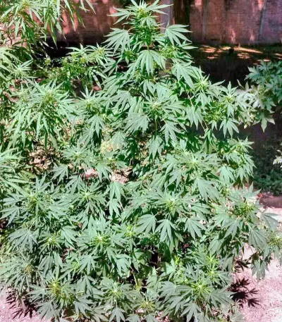 Serious Happiness regular (Serious Seeds) Cannabis-Samen