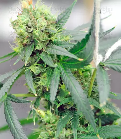 Red Dragon (Barney's Farm) Cannabis-Samen