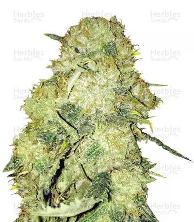 Goldmine (Heavyweight Seeds) Cannabis-Samen