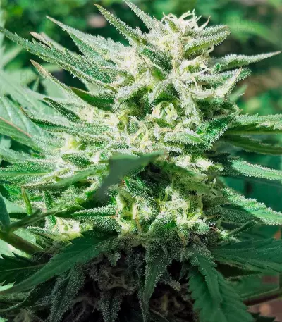 Sweet Cheese F1 Fast Version (Sweet Seeds) Cannabis-Samen