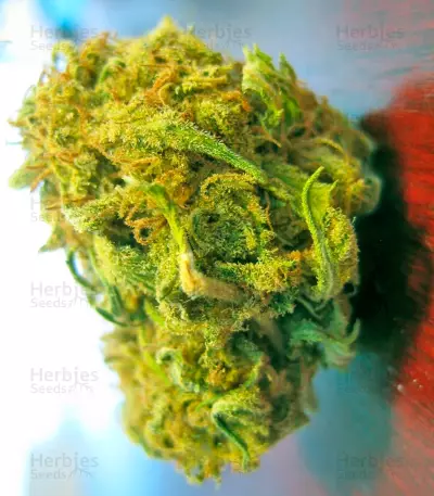 Utopia Haze (Barney's Farm) Cannabis-Samen