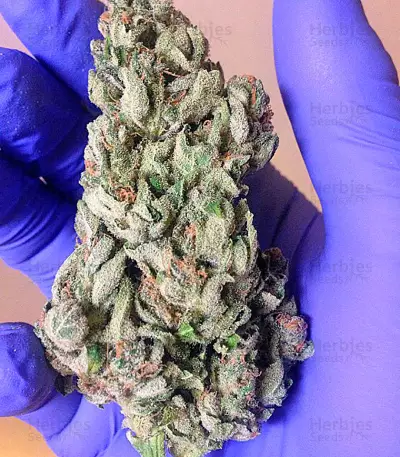 Afghan Kush Special (World of Seeds) Cannabis-Samen
