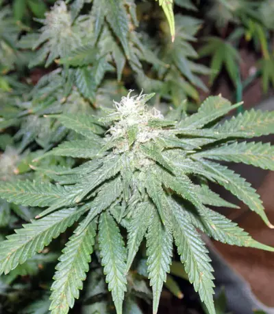 Afghan Kush X Yumbolt (World of Seeds) Cannabis-Samen