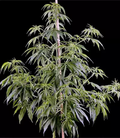 Arjan's Haze #1 strain