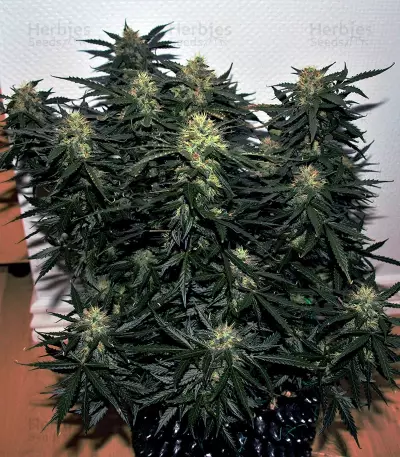 Auto Daiquiri Lime strain