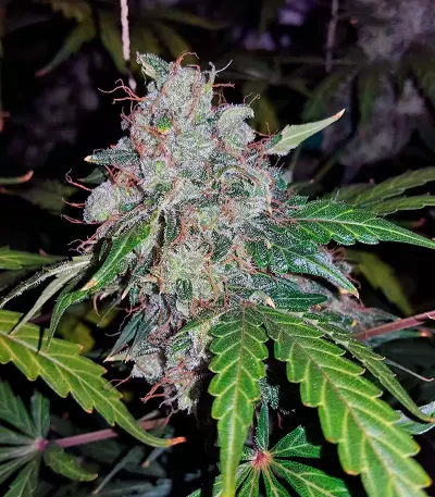 Auto White Widow (Pyramid Seeds) Cannabis-Samen