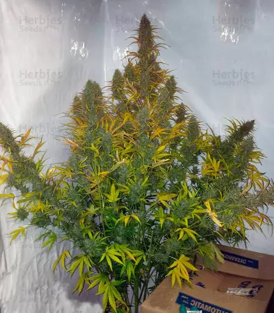 Auto Xtreme (Dutch Passion) Cannabis-Samen