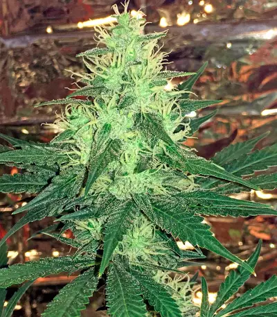 Critical Cheese (Dinafem Seeds) Cannabis-Samen