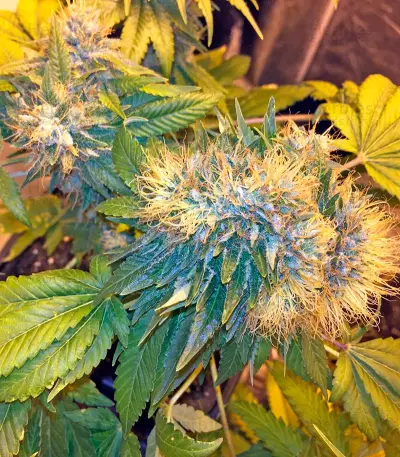 Flowerbomb Kush (Strain Hunters) Cannabis-Samen