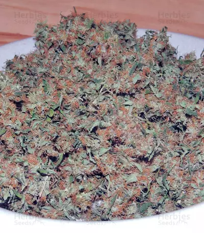 Orange Bud (Dutch Passion) Cannabis-Samen
