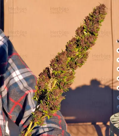 Purple Paro Valley (Mandala Seeds) Cannabis-Samen