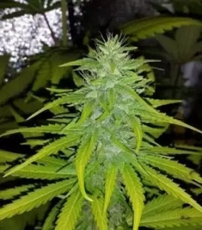 Speedy Chile Fast Flowering (RQS) Cannabis-Samen