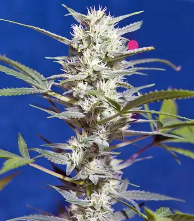 Crystal Candy Auto (Sweet Seeds)