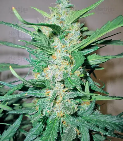 Ice Cool Auto (Sweet Seeds) Cannabis-Samen