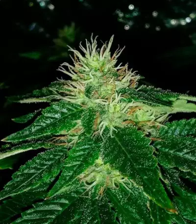 Afghan Cow (Dr. Krippling Seeds) Cannabis-Samen