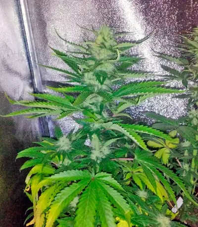Super Bud (GHS) Cannabis-Samen