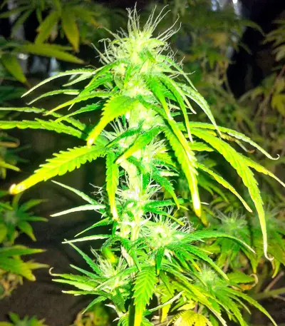 AK-48 Regular (Nirvana Seeds) Cannabis-Samen