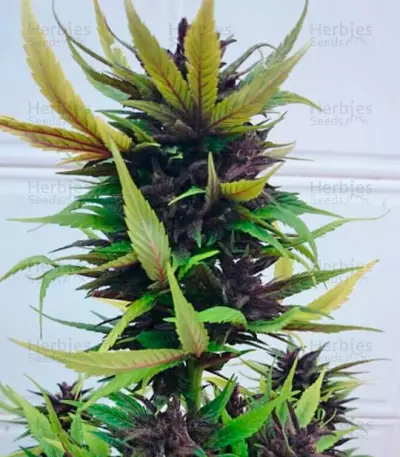 Dark Purple Auto (Delicious Seeds) Cannabis-Samen