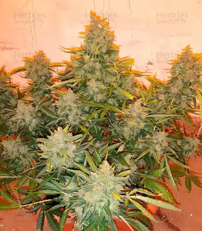 Auto American Pie (Pyramid Seeds) Cannabis-Samen