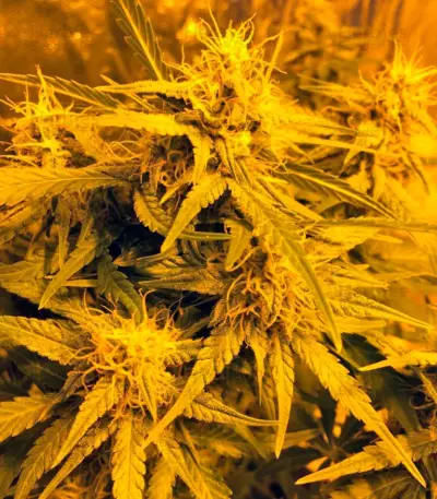 Auto Anubis (Pyramid Seeds) Cannabis-Samen