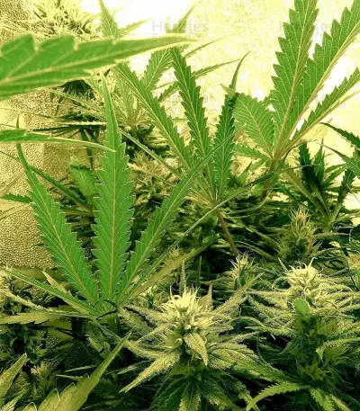 C99 (Female Seeds) Cannabis-Samen