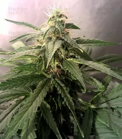 Lemon Kush (Female Seeds) Cannabis-Samen