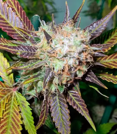 Lucid Bolt (Paradise Seeds) Cannabis-Samen