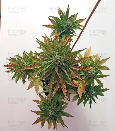 Roadrunner Autoflowering (Dinafem Seeds) Cannabis-Samen