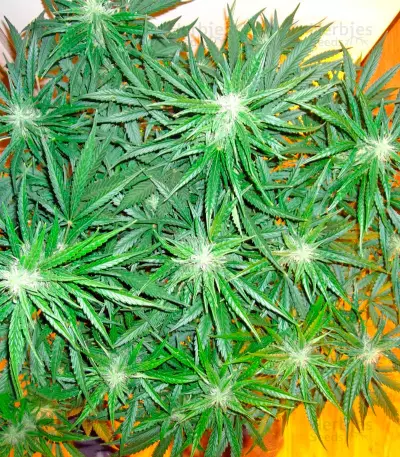Sweet Coffee Ryder Auto (World of Seeds) Cannabis-Samen