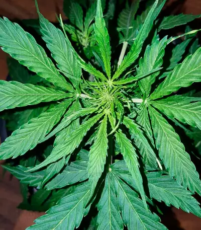 White Widow Auto (Vision Seeds) Cannabis-Samen
