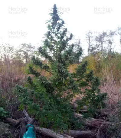 Allkush (Paradise Seeds) Cannabis-Samen