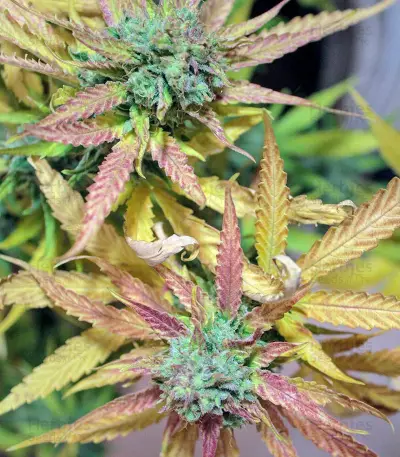 Cream Mandarine XL Auto (Sweet Seeds)