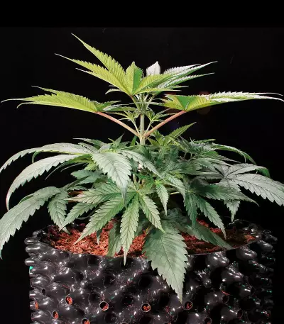 Green Gelato (RQS) Cannabis-Samen