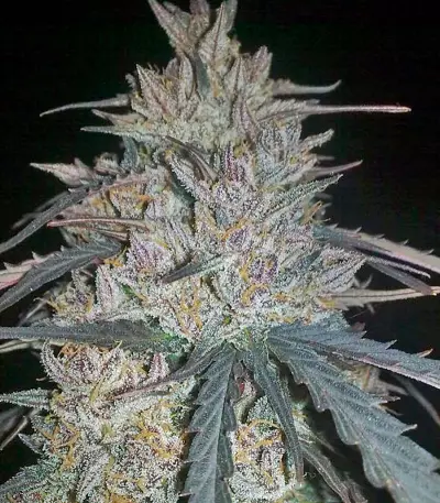 Ketama (World of Seeds) Cannabis-Samen