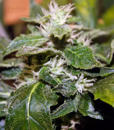 Moby Dick (GHS) Cannabis-Samen