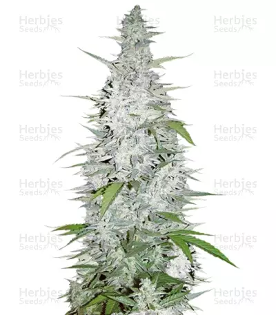 Maroc (Female Seeds) Cannabis-Samen