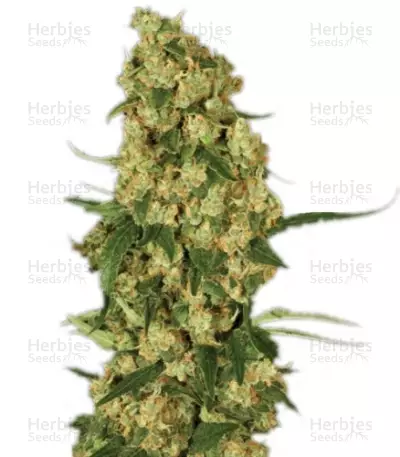 Wappa (Paradise Seeds) Cannabis-Samen