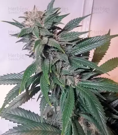 Afghan Kush (World of Seeds) Cannabis-Samen