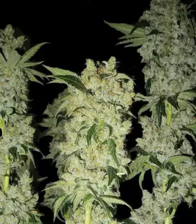 C4 Auto (Fast Buds) Cannabis-Samen