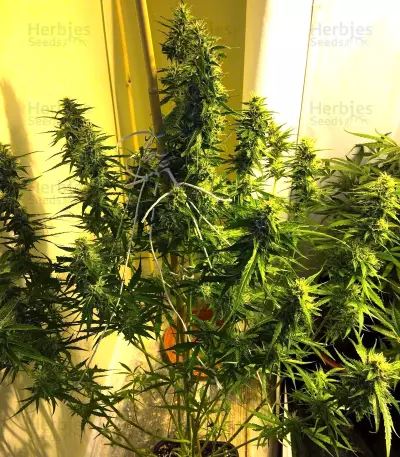 2 Fast & 2 Vast Auto (Heavyweight Seeds) Cannabis-Samen