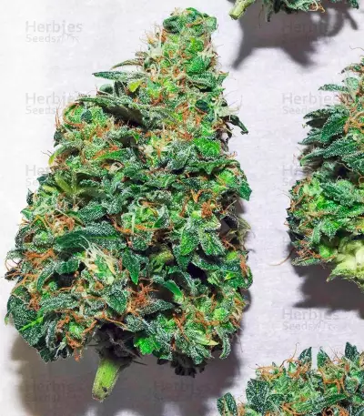 Automaria II (Paradise Seeds) Cannabis-Samen